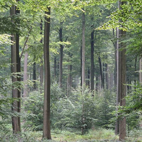 Bodemtransplantatie helpt gebied herstellen