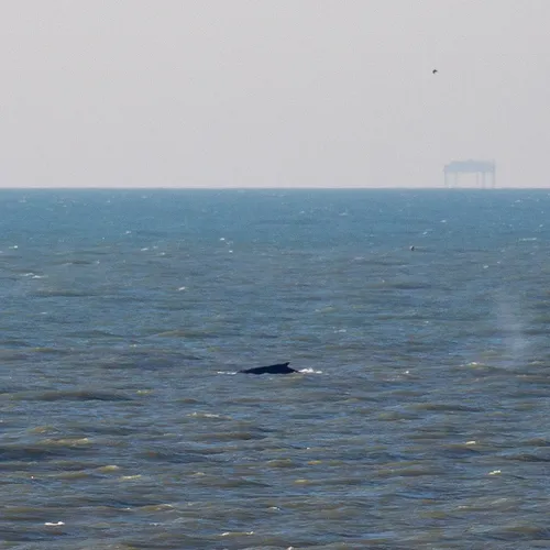 Afbeelding van Gestrande bultrug voor Duitse kust naar open zee gezwommen