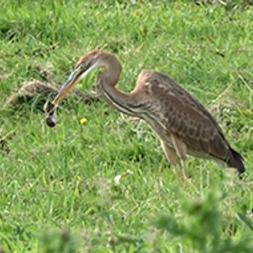 Purperreiger eet muisje