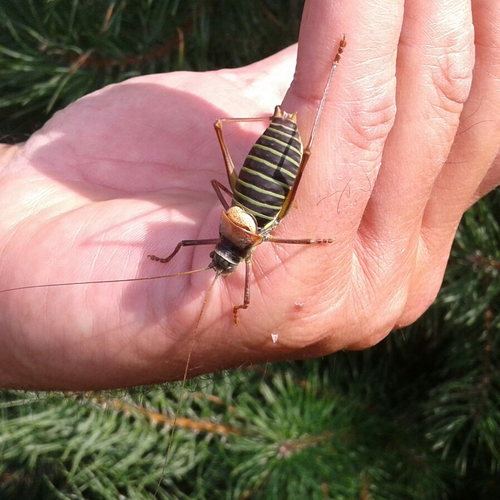 Zomertijd sprinkhanentijd