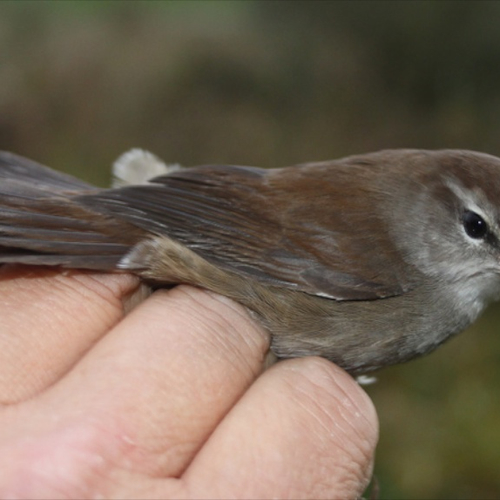 Cetti's zanger trekt noordwaarts