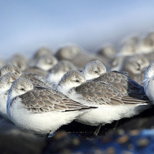 Recordaantal drieteenstrandlopers op eiland Griend