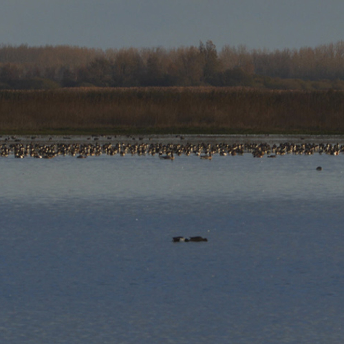 Vogels leren tellen