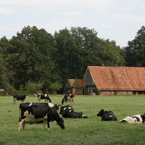 Melkveehouders in Amstelland planten bomen op hun erf