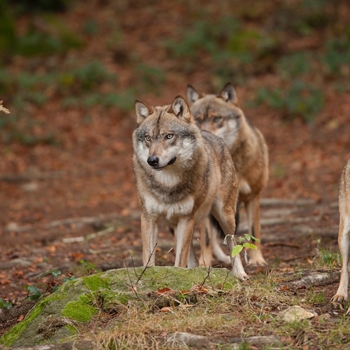 Hond mogelijk aangevallen door wolf in Leusden