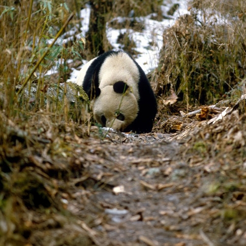 Afbeelding van WNF Nederland helpt China om de reuzenpanda te beschermen