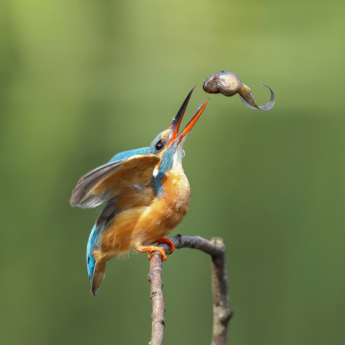 Afbeelding van Les over vogelsnavels, geluid van het bos en alle overige onderwerpen