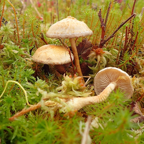 Afbeelding van Zeldzame paddenstoel herontdekt in het Amsterdamse Bos