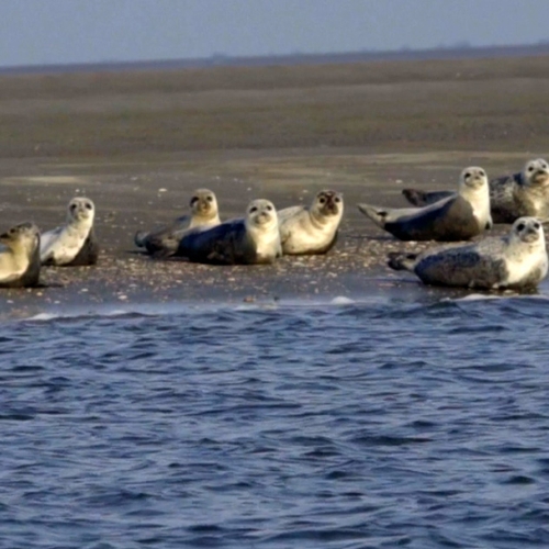 Afbeelding van Grote groep zeehonden rust op een wandelende zandplaat