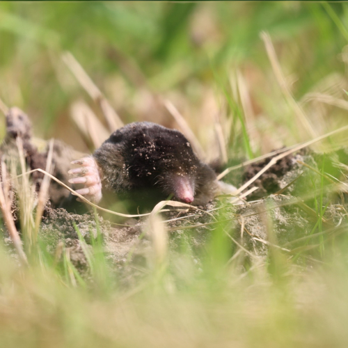 Waar is de mol? Geef het door tijdens de jaarlijkse Mollentelling!