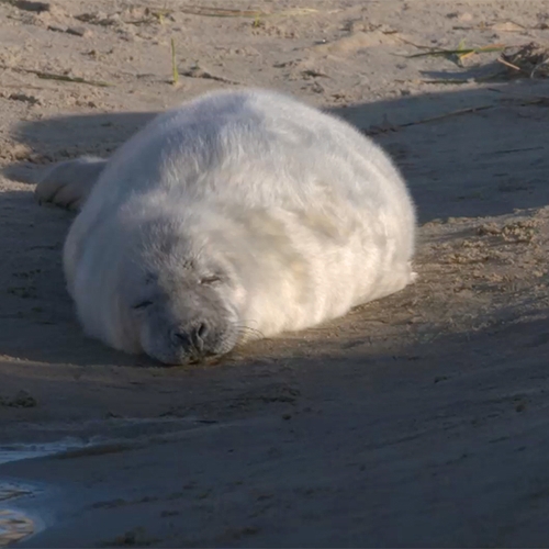 Grijze zeehond in een mini-documentaire