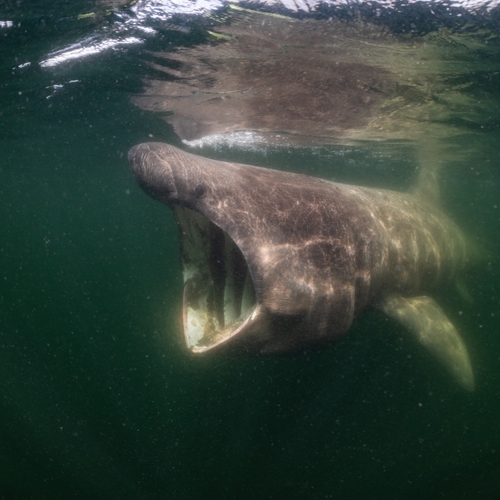 Nieuwe natuurfilm: De Wilde Noordzee