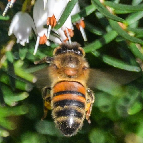 Afbeelding van Meer bijen geteld tijdens Nationale Bijentelling