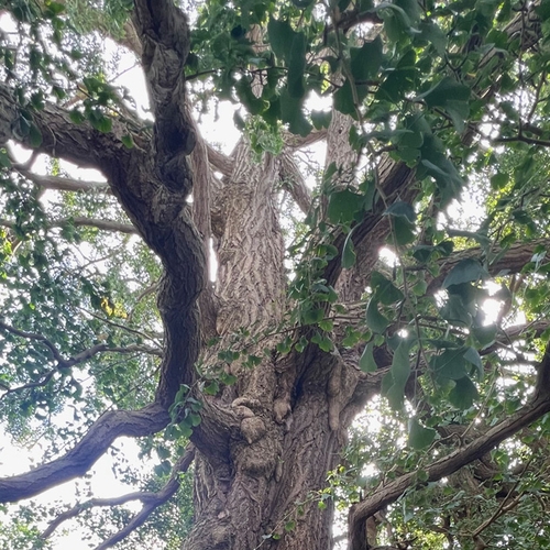 Stemmen op de Boom van het Jaar