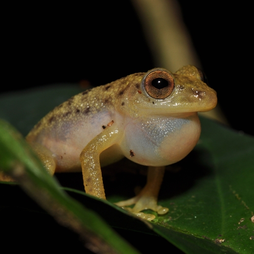 Afbeelding van 742 nieuwe dier- en plantensoorten ontdekt in Afrikaanse regenwouden