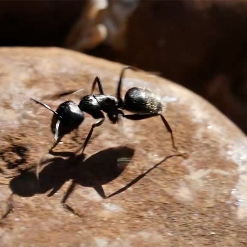 Bijzondere mieren langs het spoor