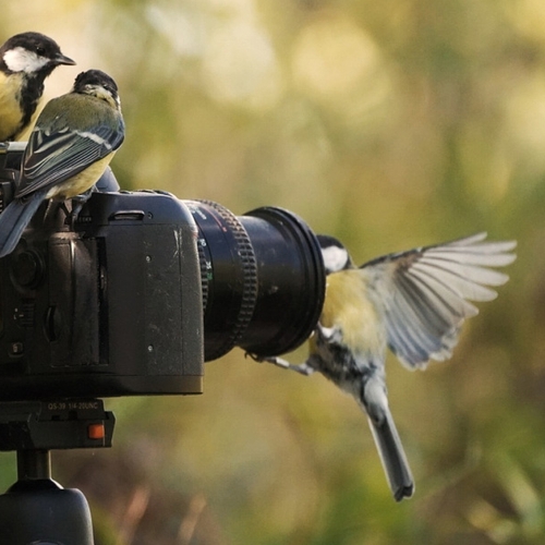 Dieren spelen zelf voor fotograaf | Fotoserie