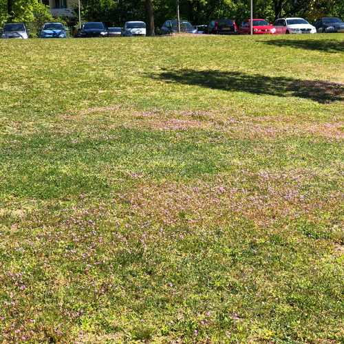 Planten profiteren soms van droogte