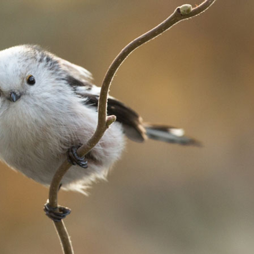 Filmpje: Zeldzame witkopstaartmees in de tuin