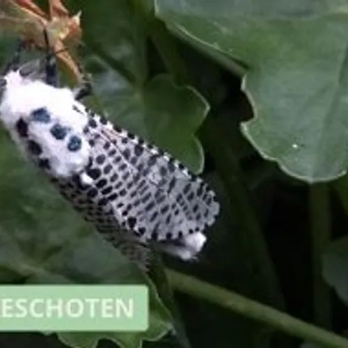 Gestippelde houtvlinder