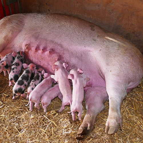 Risico voor mens: besmetting met gemuteerde vogelgriep via varkens