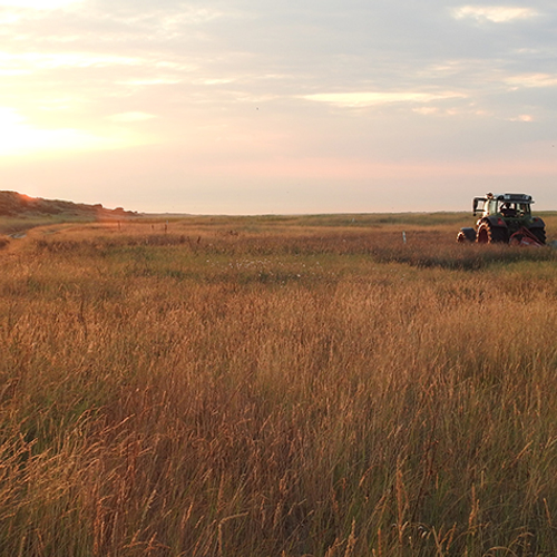 Boeren mogen deel van de Boschplaat maaien