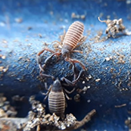 Winnaar Zelf Geschoten: kleine schorpioenen op het strand