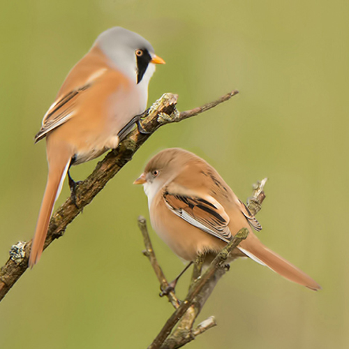 Vogelspel: match man en vrouw