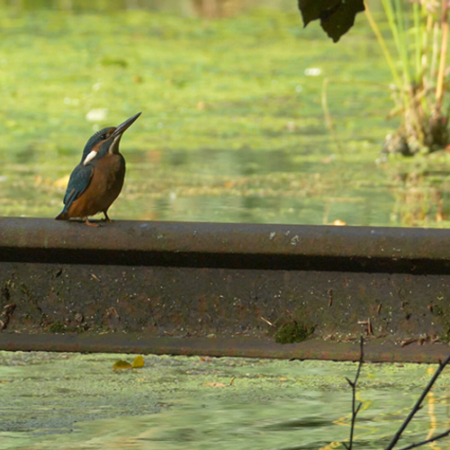 Achter de schermen: Waterloopbos