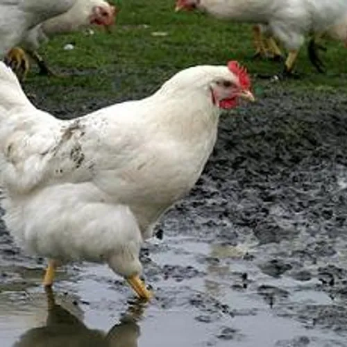 Japan start grote ruiming kippen en eenden