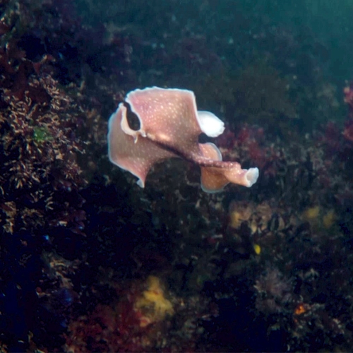 Flamenco-platworm danst door het water