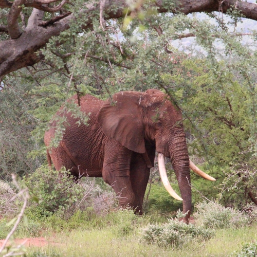 Afrikaanse olifanten kiezen kortste pad richting favoriete voedsel