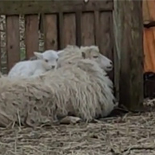 Lammetje kruipt op moeders rug