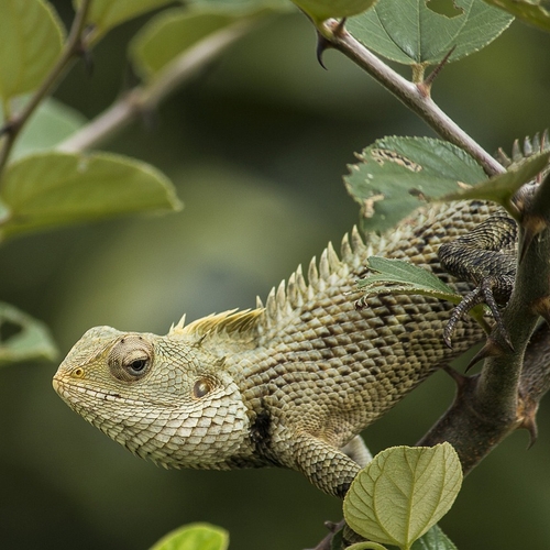 WWF: Wereldwijde dierenpopulaties in halve eeuw met 73% gekrompen