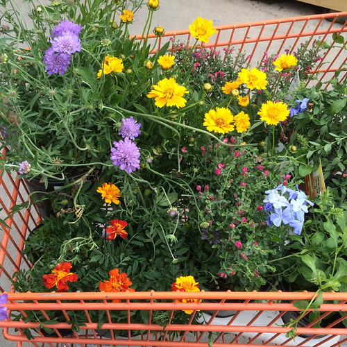 Planten in tuincentra bevatten veel gif