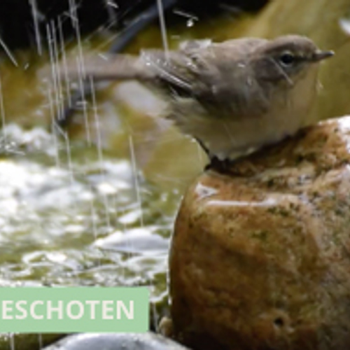 Badderende fitis in de tuin