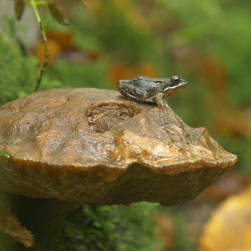 Paddenstoelen op nieuwe grond