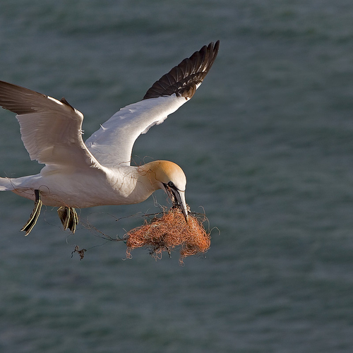Nederlandse steun voor strijd tegen spooknetten