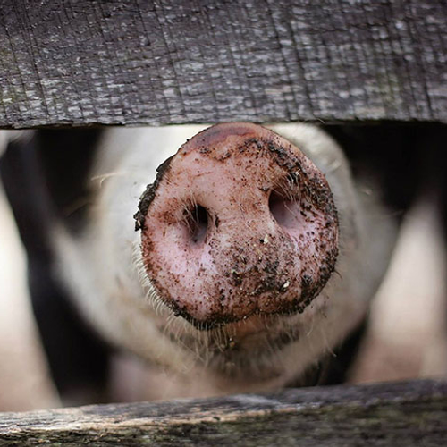 NVWA beboet slachthuizen om fouten bij slacht