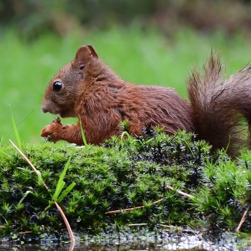 Rode eekhoorn druk aan het eten | Zelf Geschoten