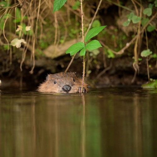 Afbeelding van Kans op wateroverlast in Hoeksche Waard door gravende bevers