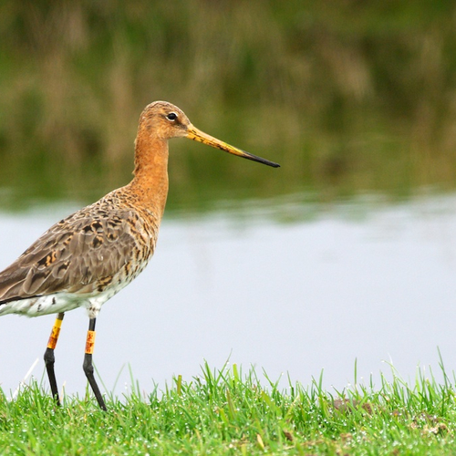 Nationale vogel in vrije val