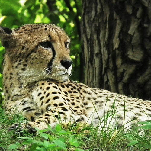 Mechelse herder ingezet om cheeta op te sporen