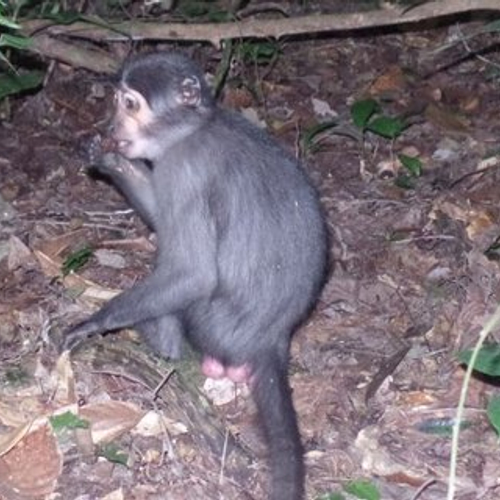 Mangabey-aap maakt ingewikkelde keuzes