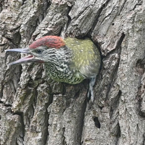 Groene specht verlaat het nest | Zelf Geschoten