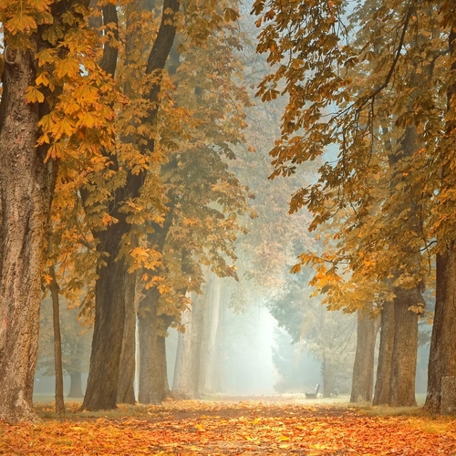 De astronomische herfst is begonnen