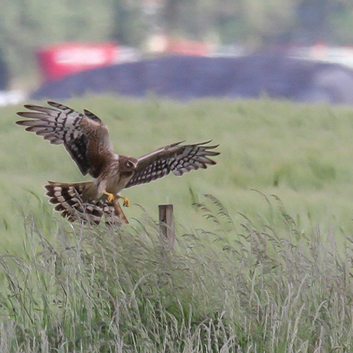 Opnieuw een succesvol steppekiekendiefpaar in Nederland