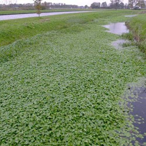 Waternavel en andere exoten groeiend probleem