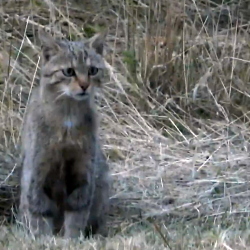 Wilde kat, Peter Berx, duurzame landbouw en overige onderwerpen