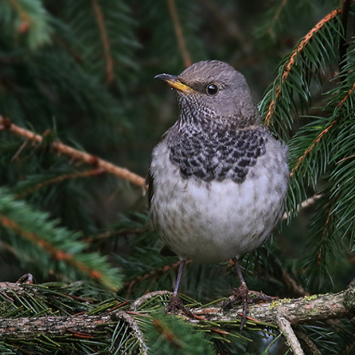 Zwartkeellijster in Groningen